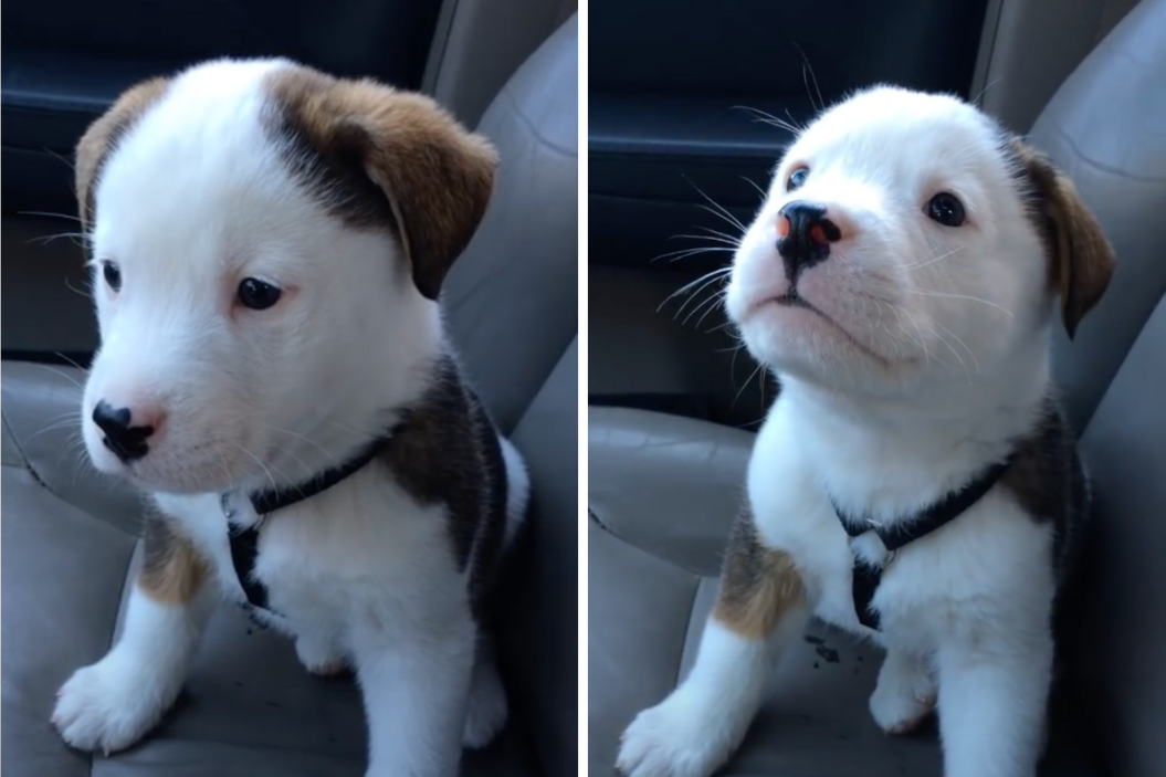 Tiny puppy learns what hiccups are.