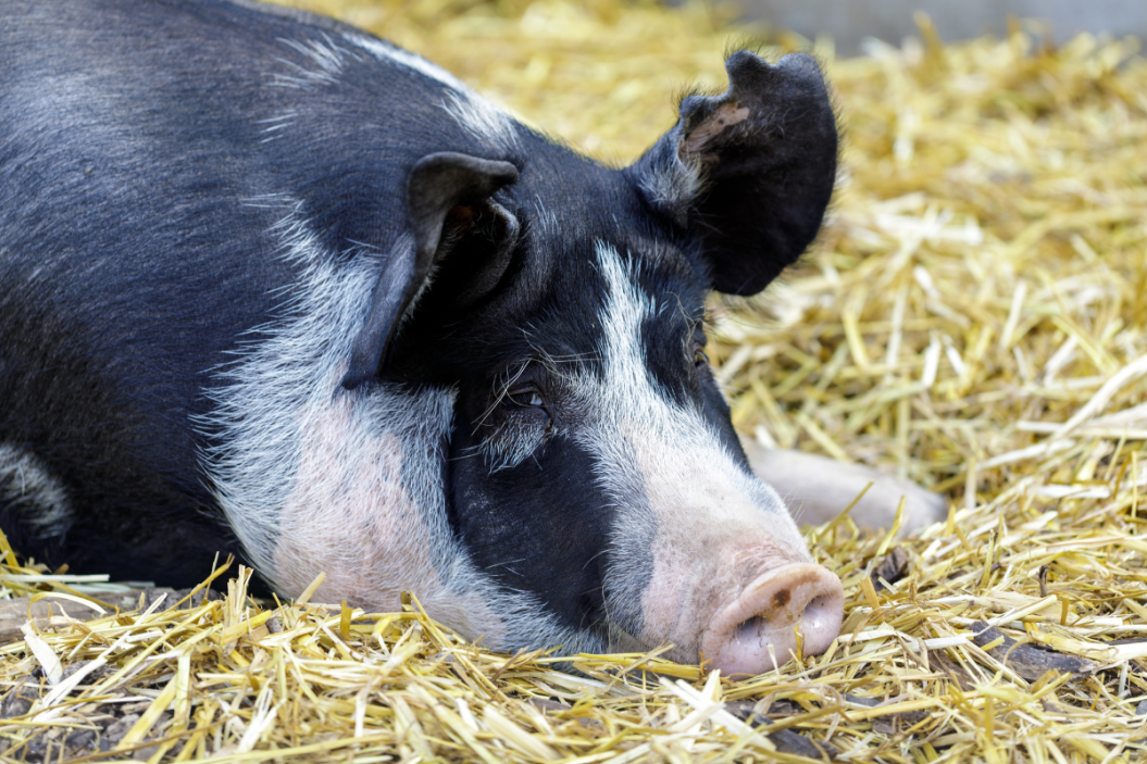 Berkshire pig lays in the hay.