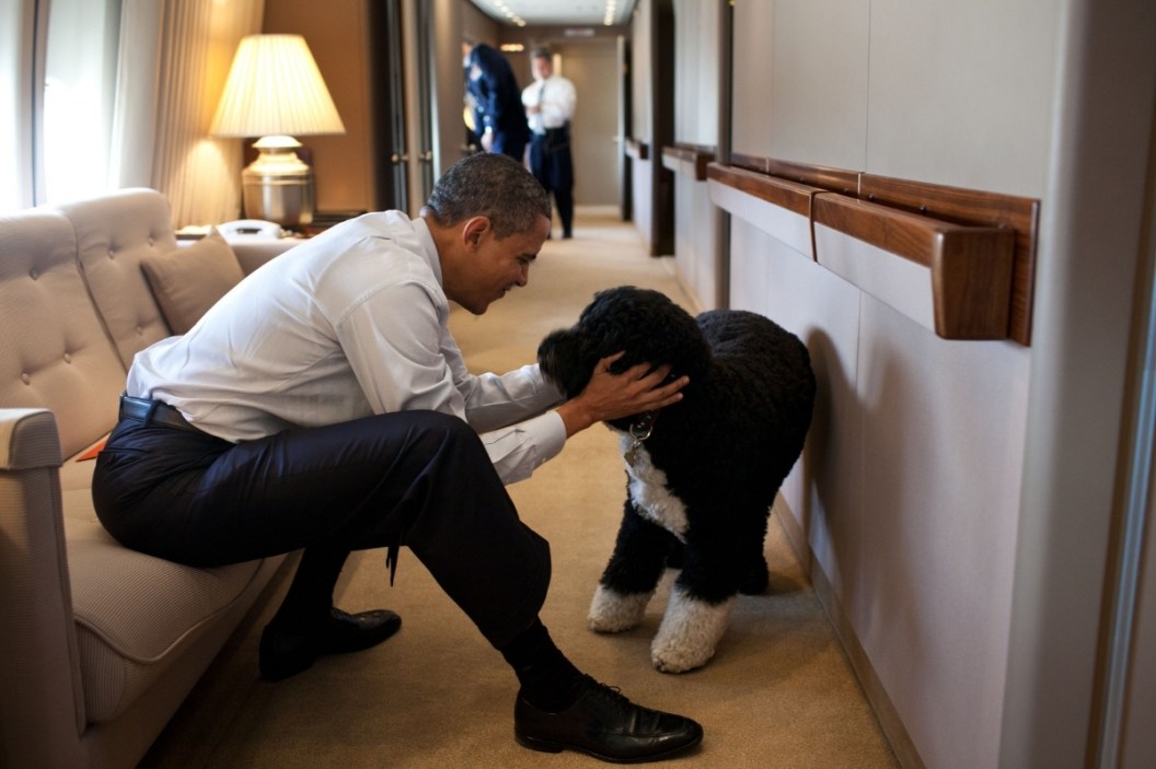 Bo Obama dog death