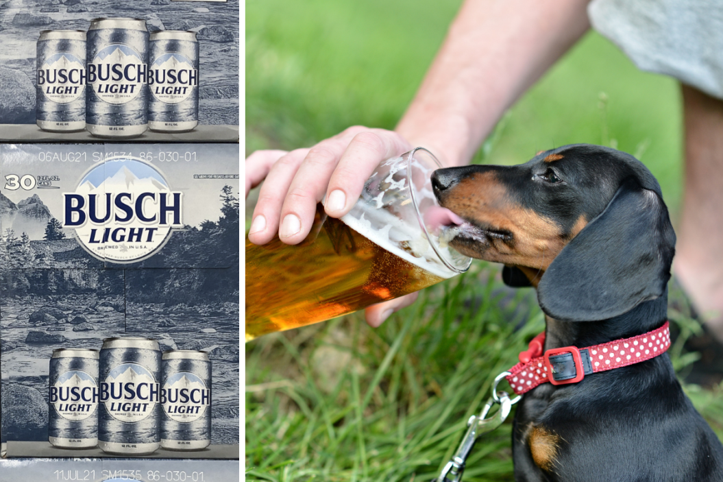 Busch is hiring an official dog beer taster.