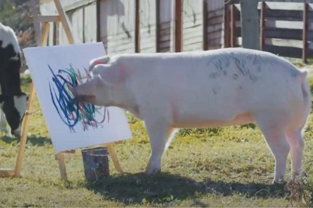 Pigcasso the painting pig