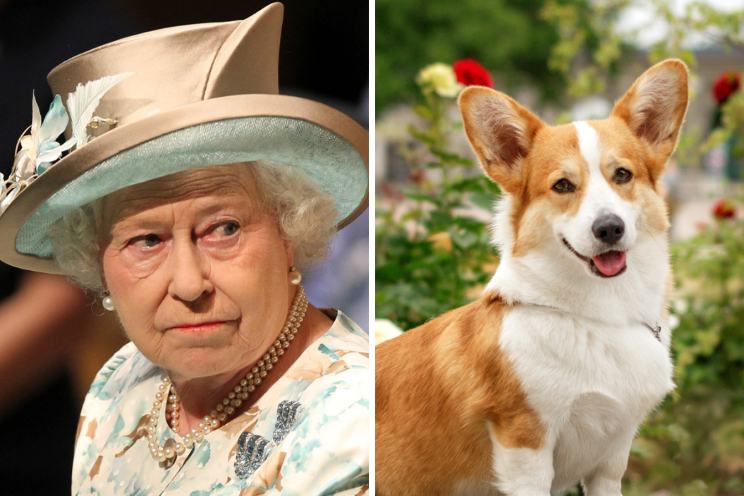 Queen Elizabeth's dorgi dog died at just five months old.