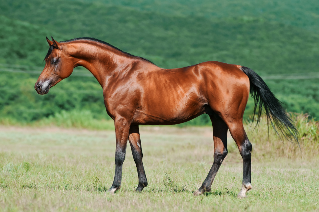 How Much Is An Arabian Horse
