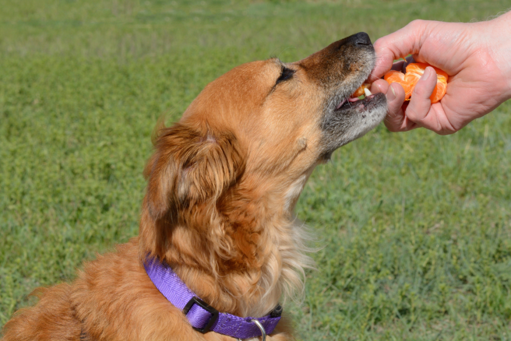 Can Dogs Eat Oranges