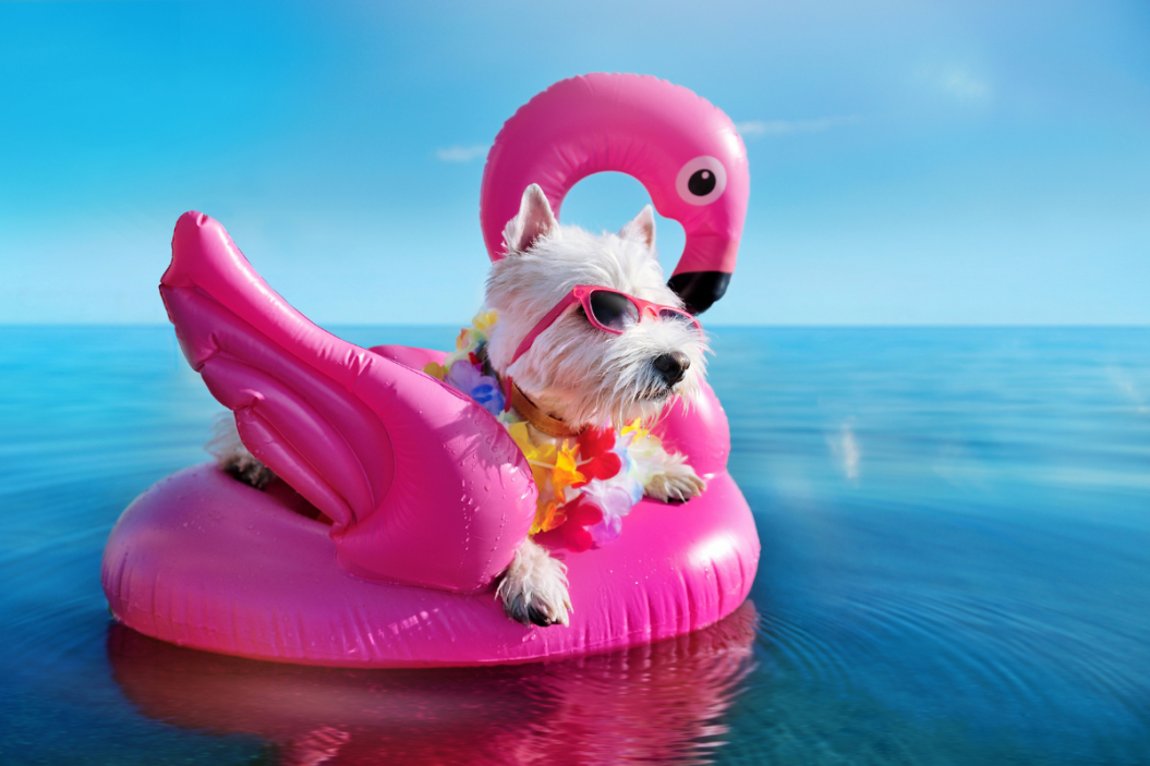 Dog hangs on its flamingo floatie.