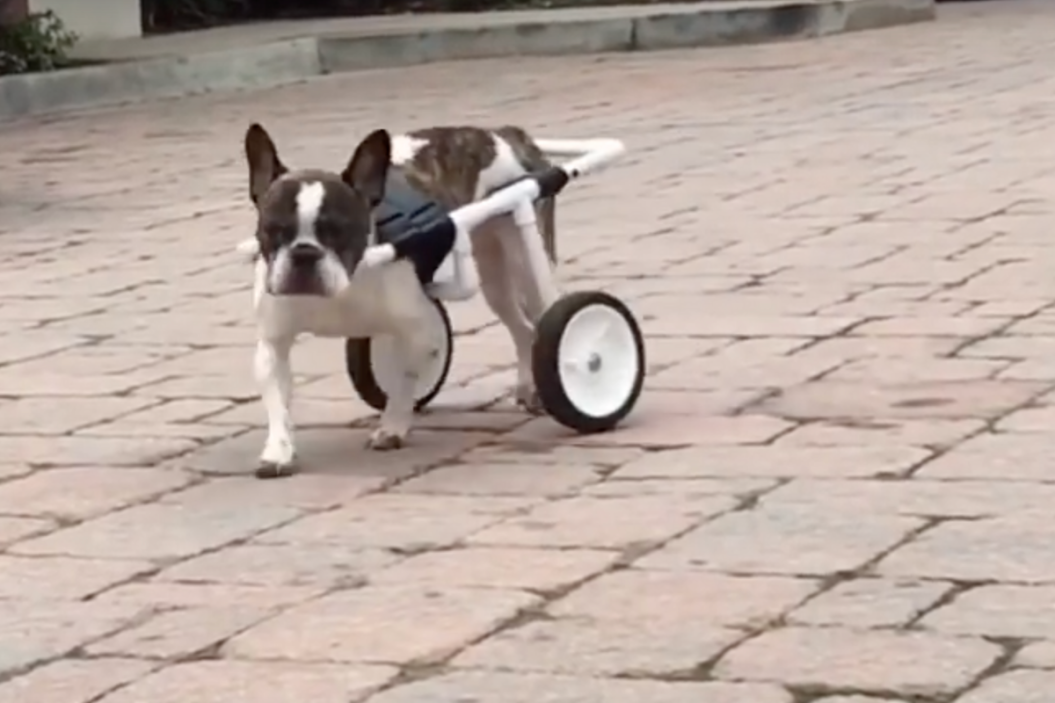 dog wheelchair diy