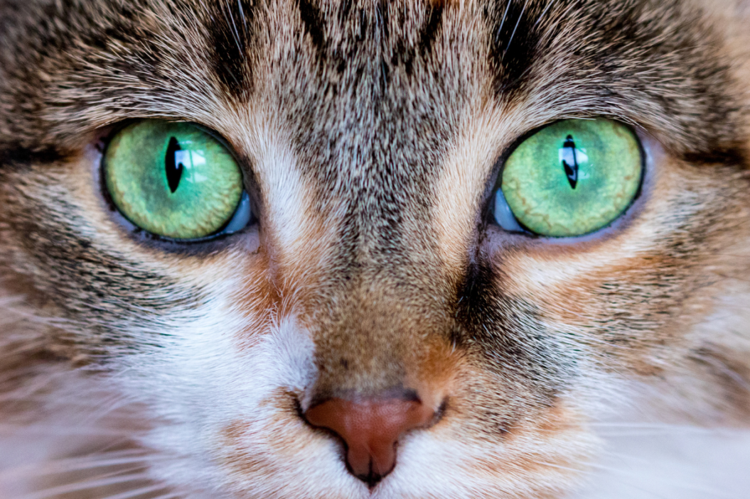 Cat's eyes in shade of green
