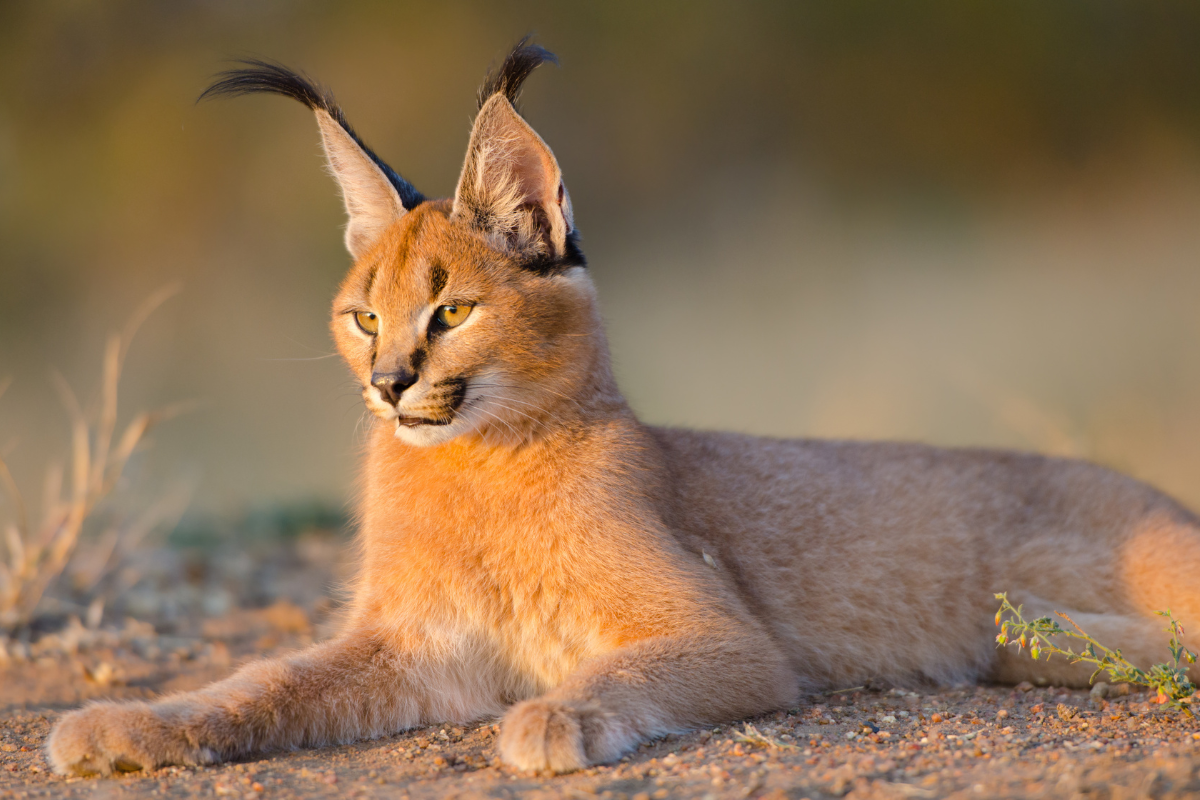 Caracals as Pets Where They're Legal & How to Care for Them