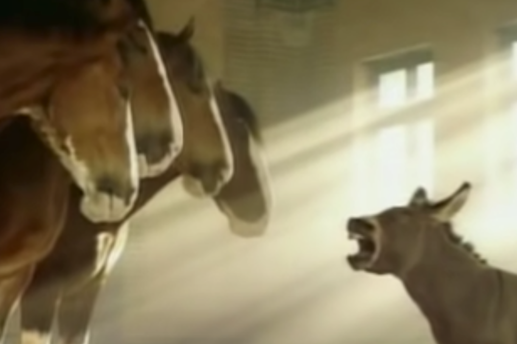 Donkey dreams of becoming Budweiser Clydesdale in funny commercial.