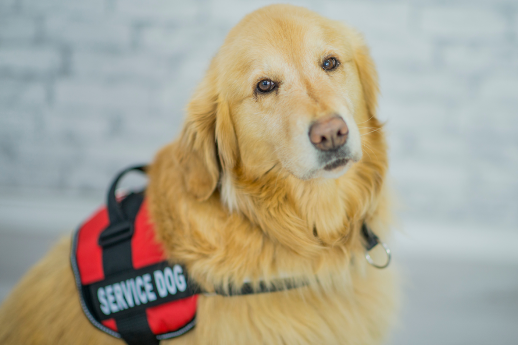 traveling with your service dog