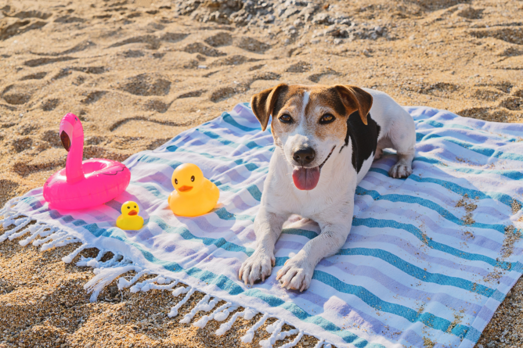 can dogs get sunburn on beach