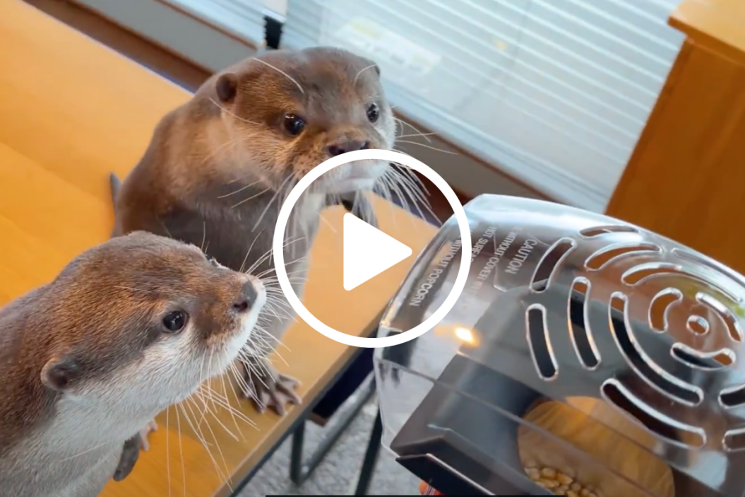 otters react to popcorn