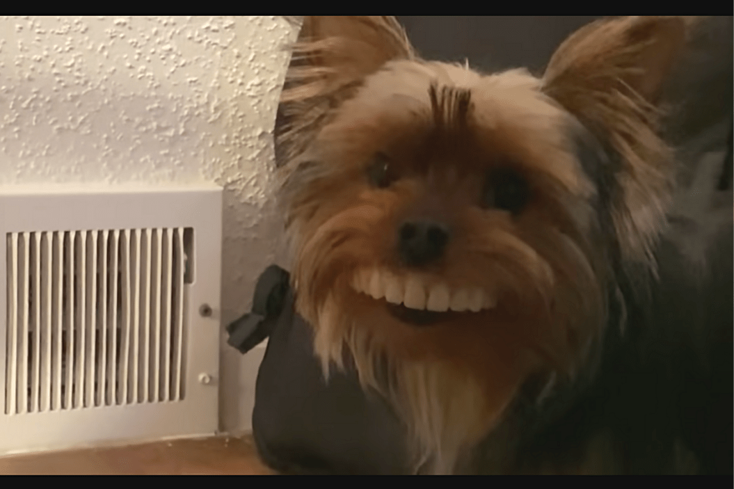 Dog Steals Owner's Teeth
