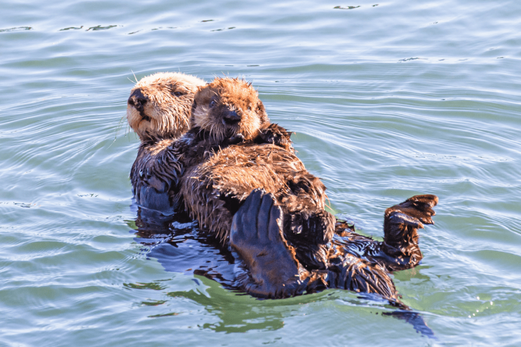 Sea Otters hold each other in the water.