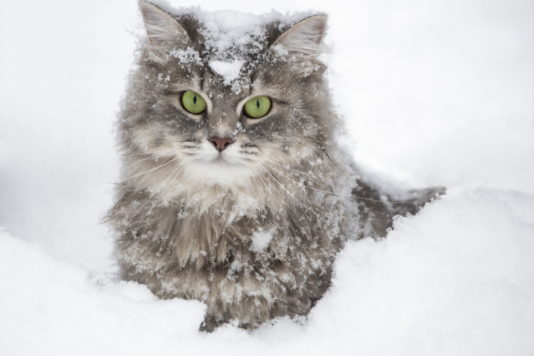 siberian cat breed