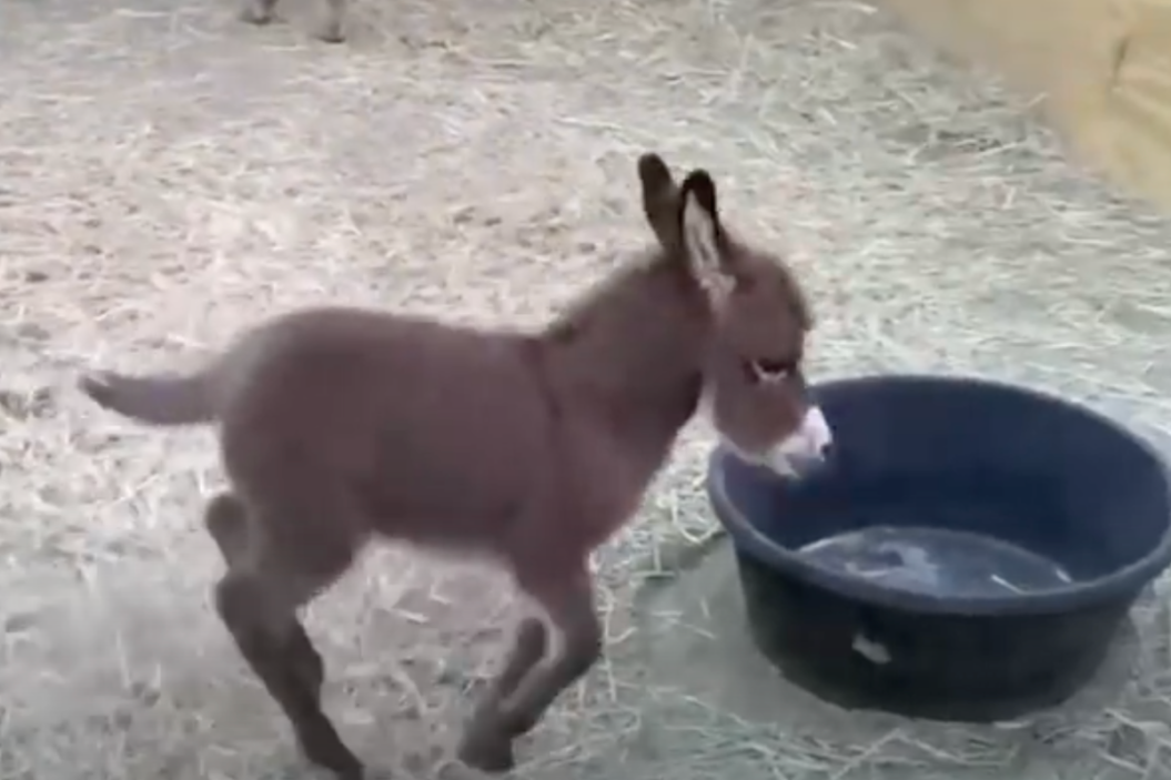 a baby donkey runs around his mom