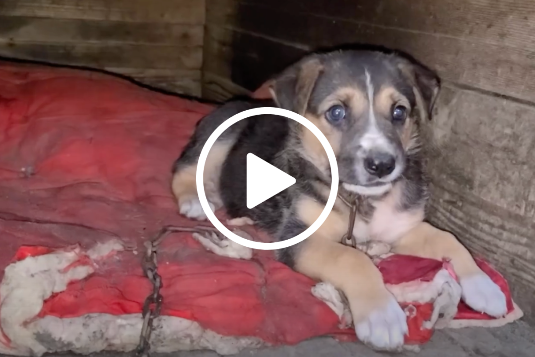 puppy rescued from chains