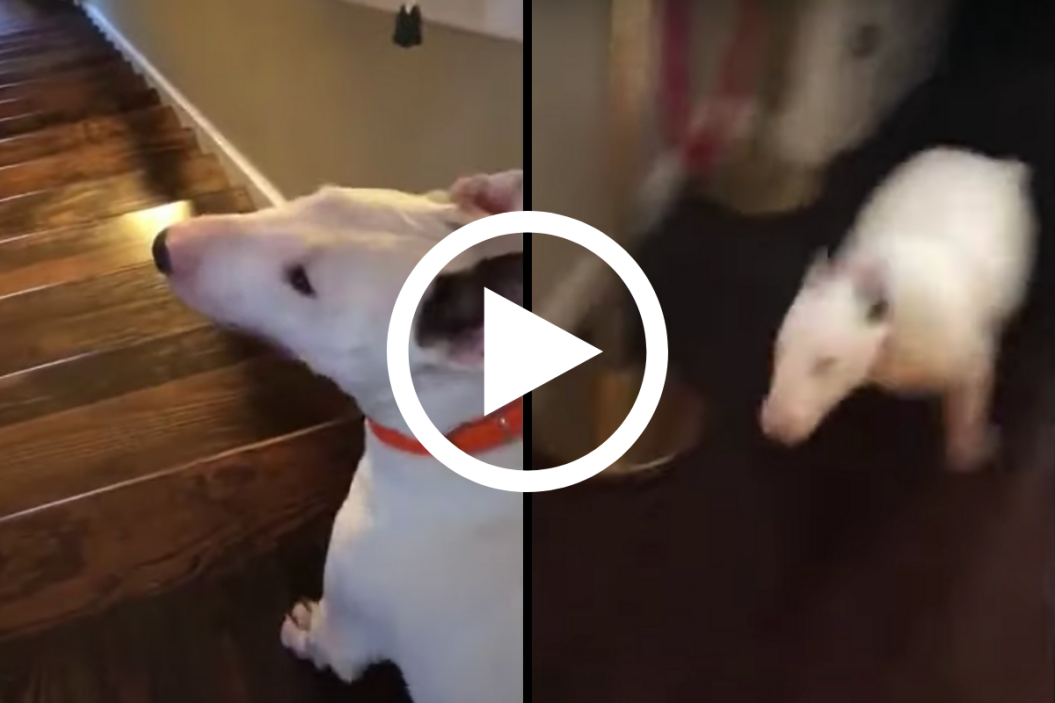 Dog Launches Down Stairs