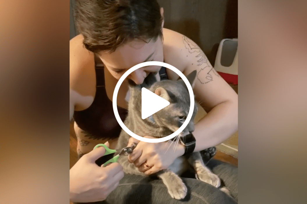 Hack to trim cat nails from TikTok.
