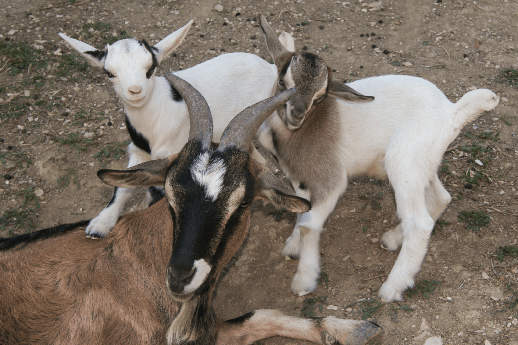 Nigerian dwarf goats on a farm.