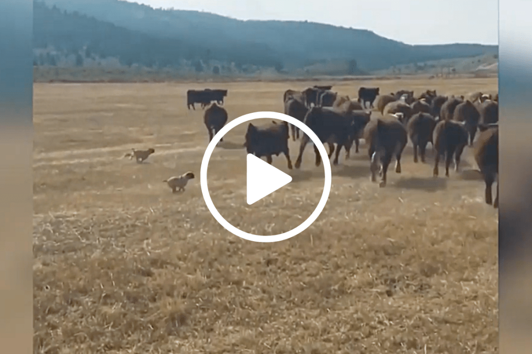 Pugs herd cattle on Oregon ranch.