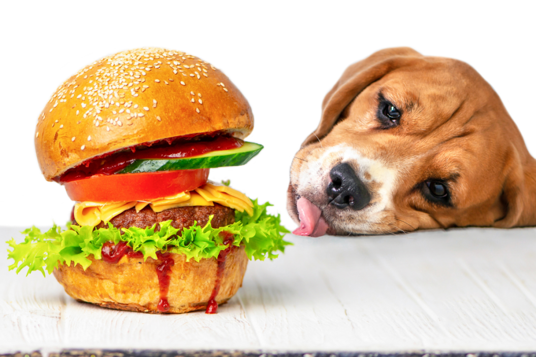 dog lying on side staring at burger