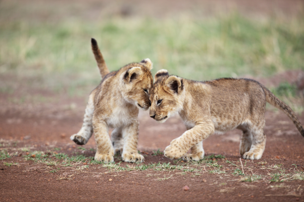 lion cubs playing together