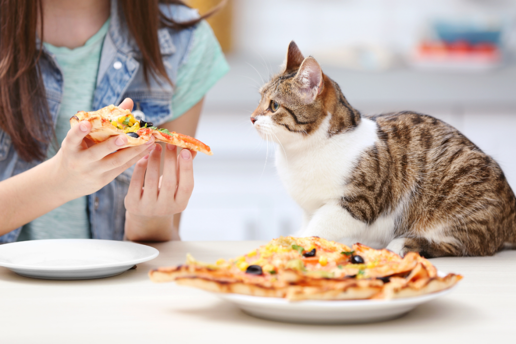 human foods for cats