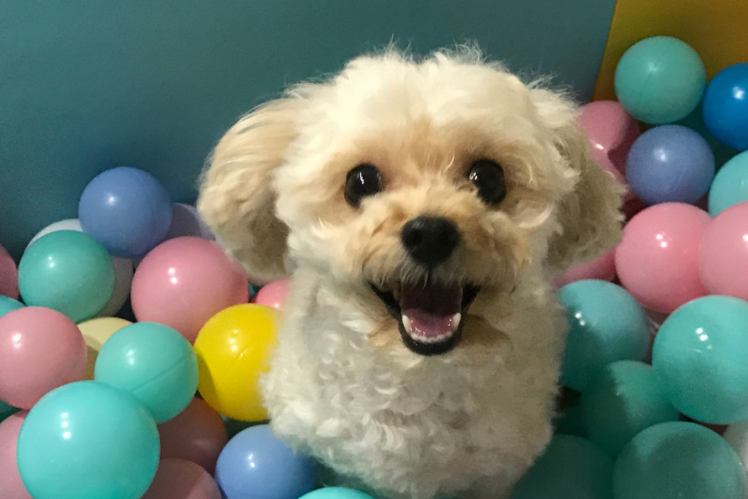 Dog playing in a pit of plastic balls.