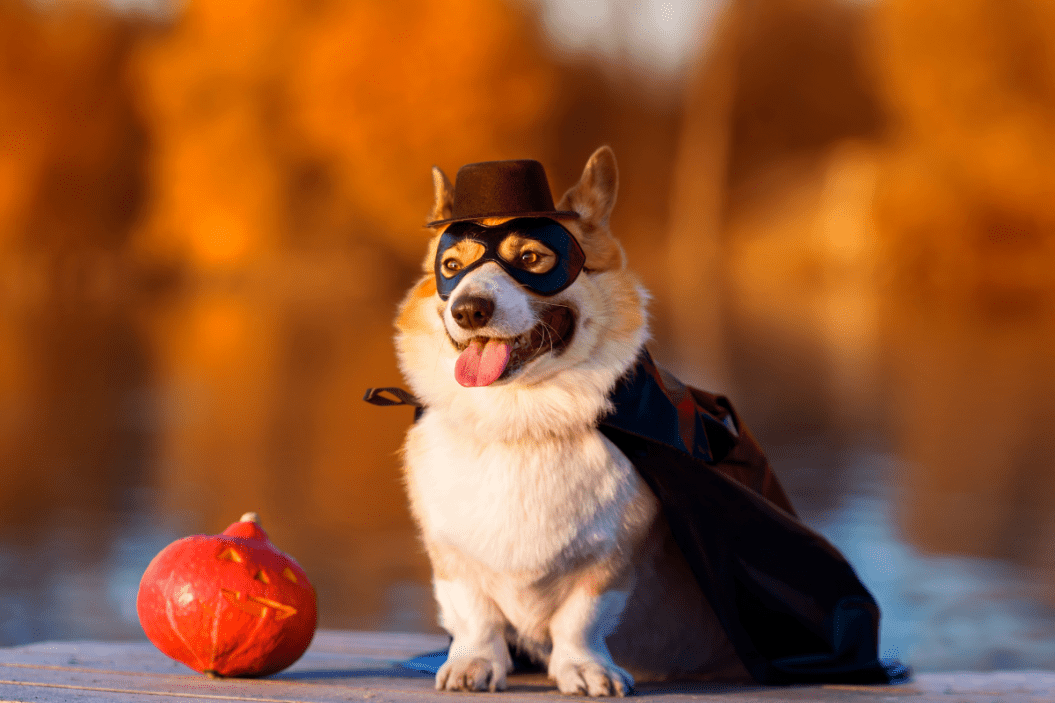 small dog halloween costumes