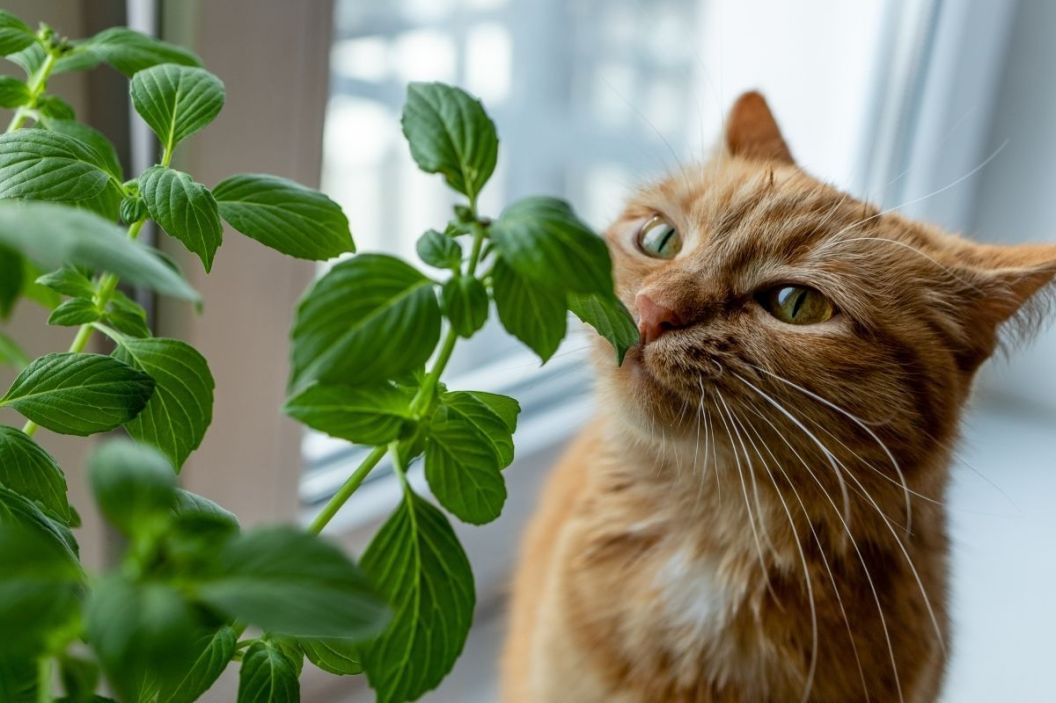 houseplants safe for cats - cat sniffing plant