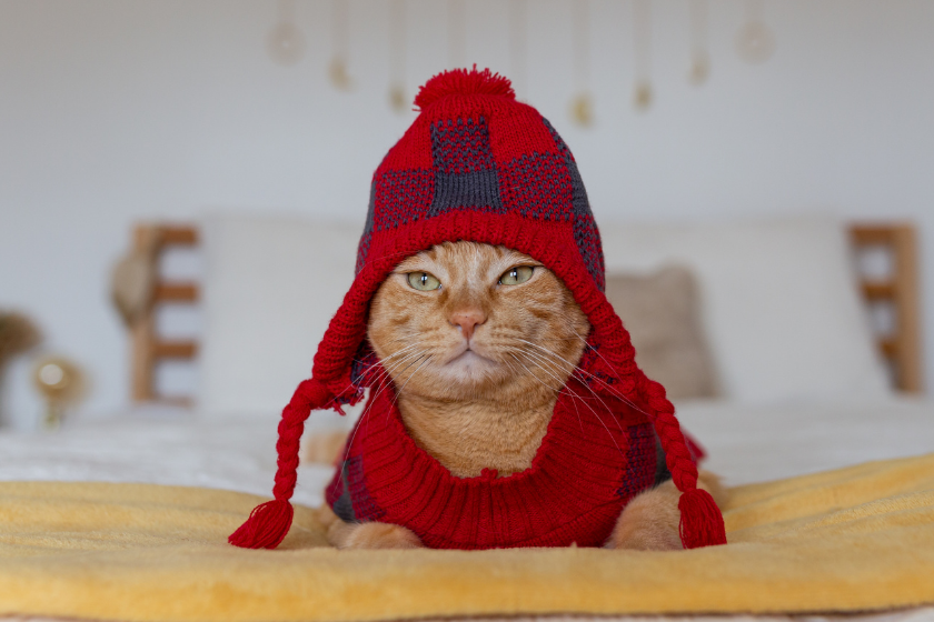 Tabby cat wearing matching red plaid hat and cat sweater