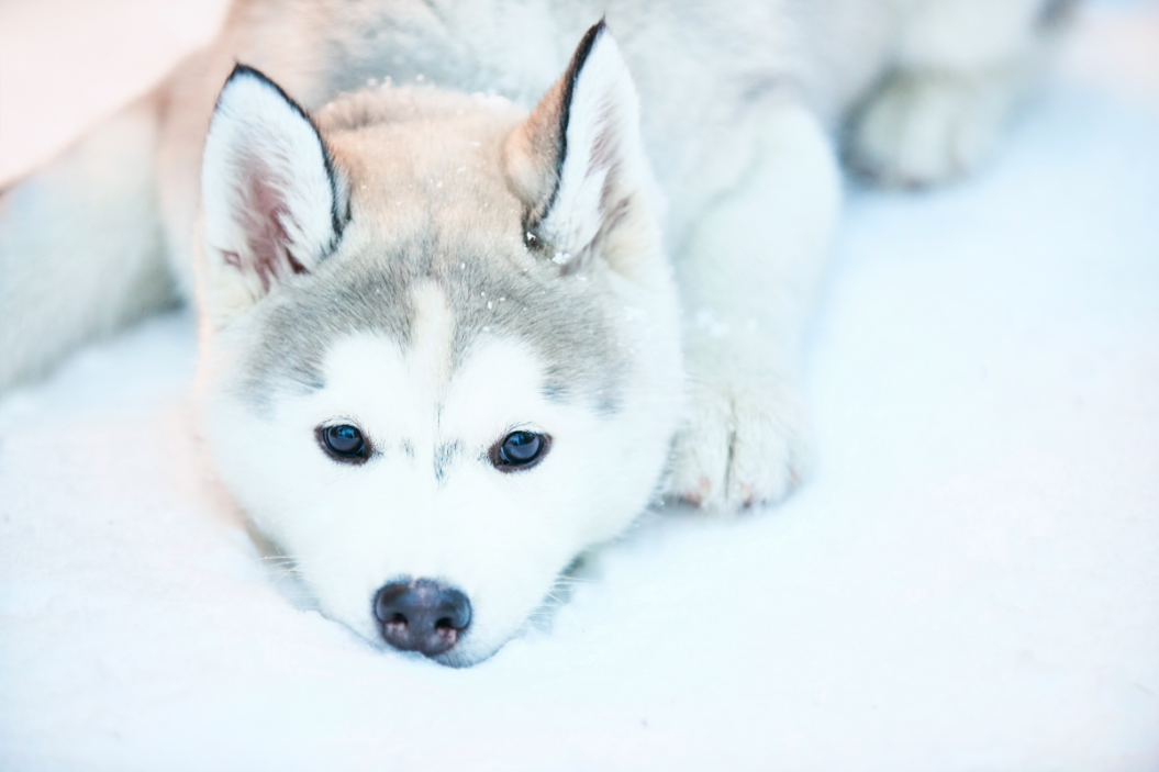 husky puppy with high cost lying in snow
