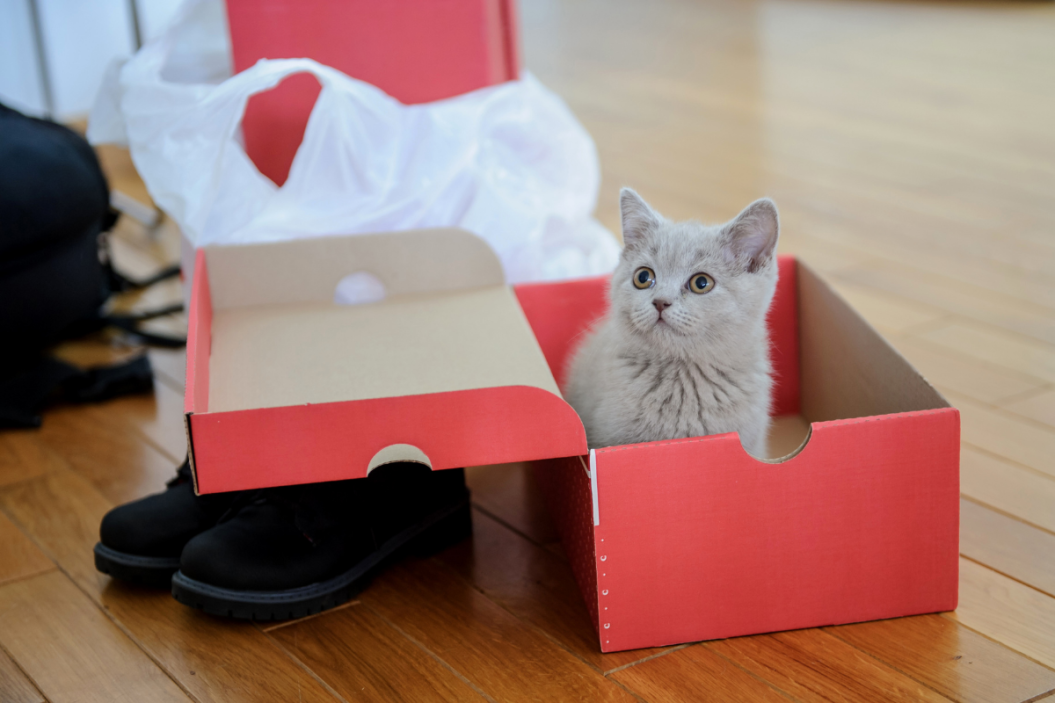 cat and dog subscription boxes