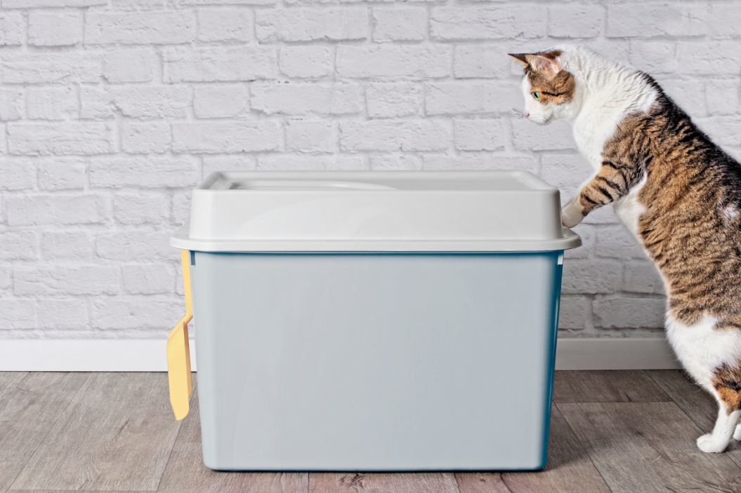 self cleaning litterboxes