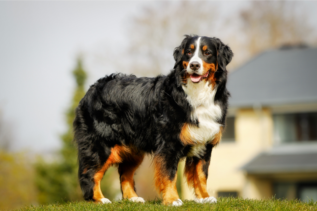 living with Bernese mountain dogs