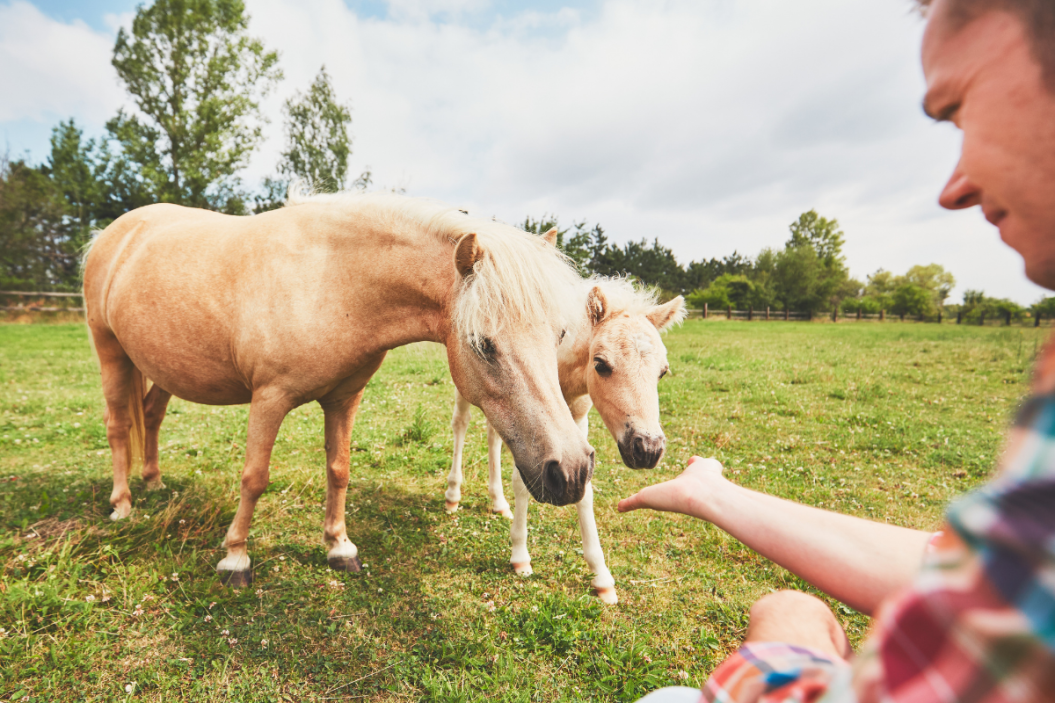 miniature therapy horses