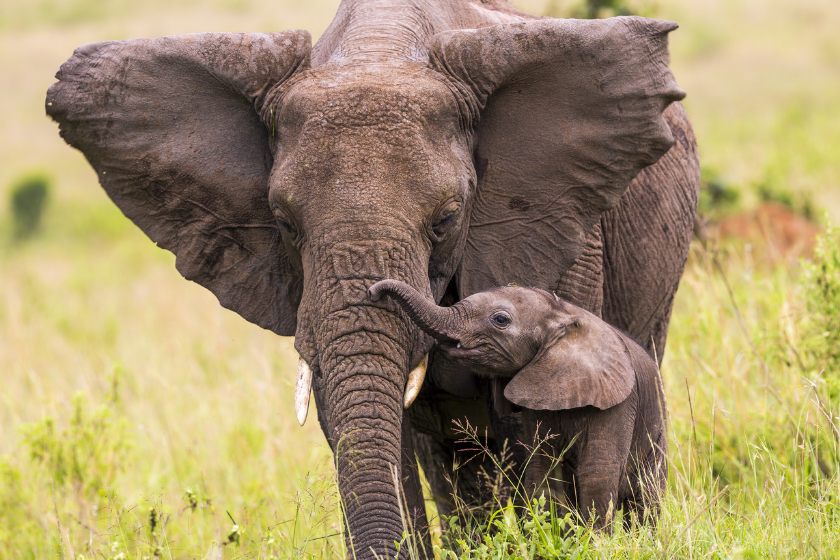 Baby elephant nestles up to mother in the wild.