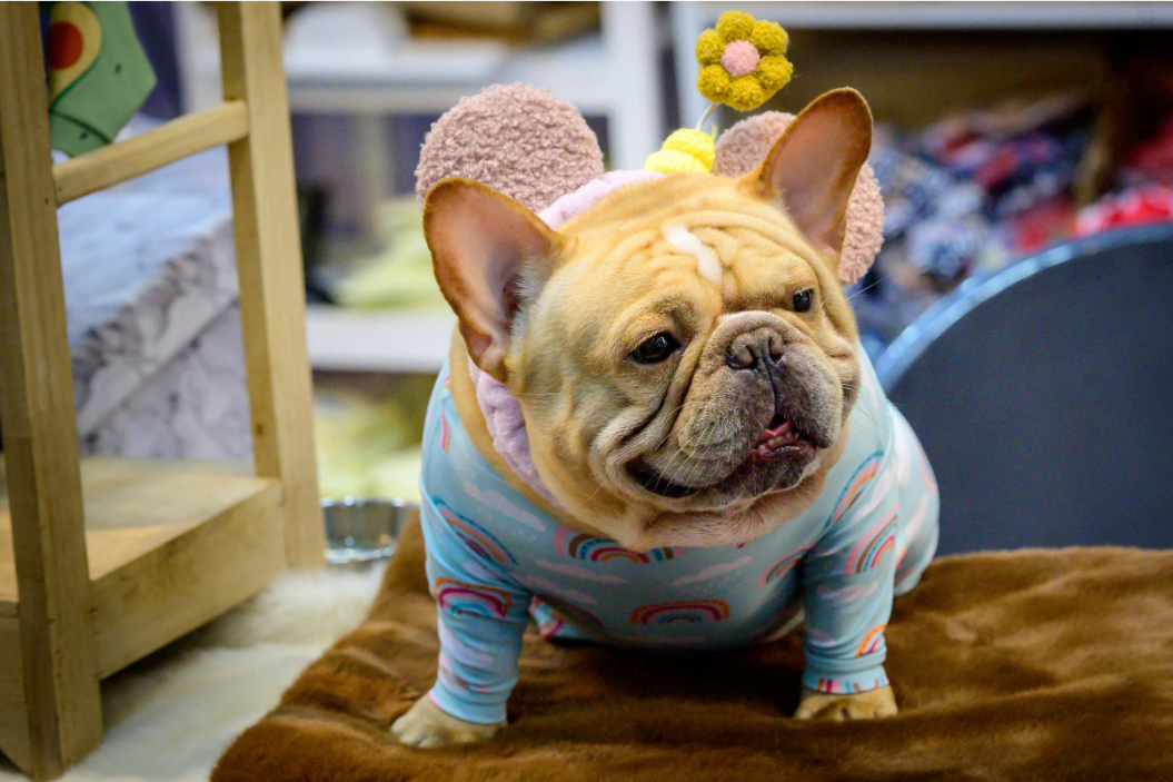 A French bulldog dressed in pajamas