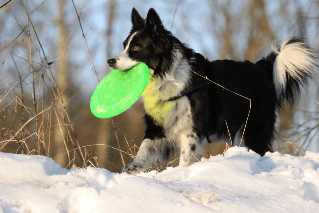 exercising dogs in winter