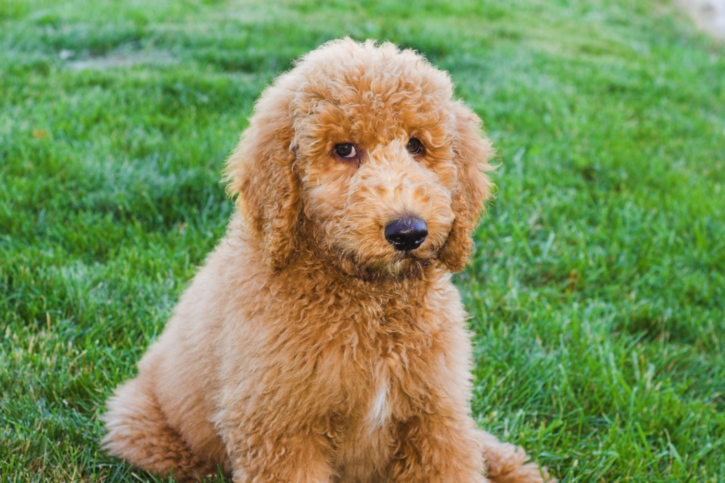 Standard poodle sitting in the grass.