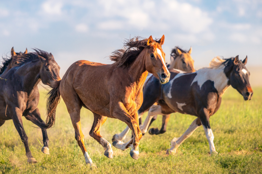 Group of horses running in a field