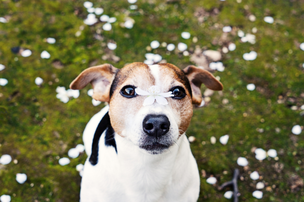 dog sits in flower field benadryl for dogs