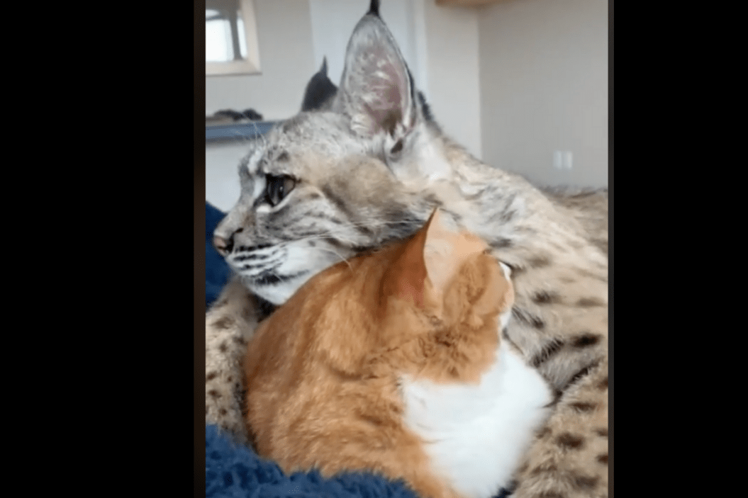 bobcat and cat cuddle