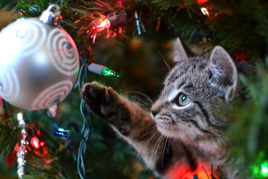 how to keep cats out of Christmas tree