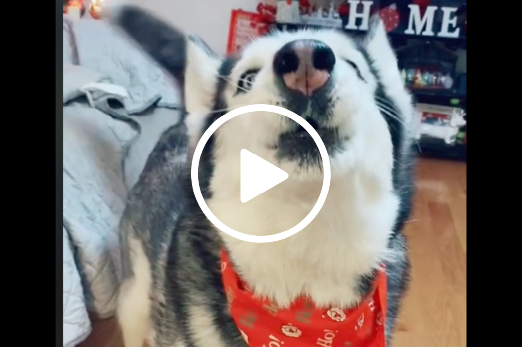 husky sings Christmas favorite