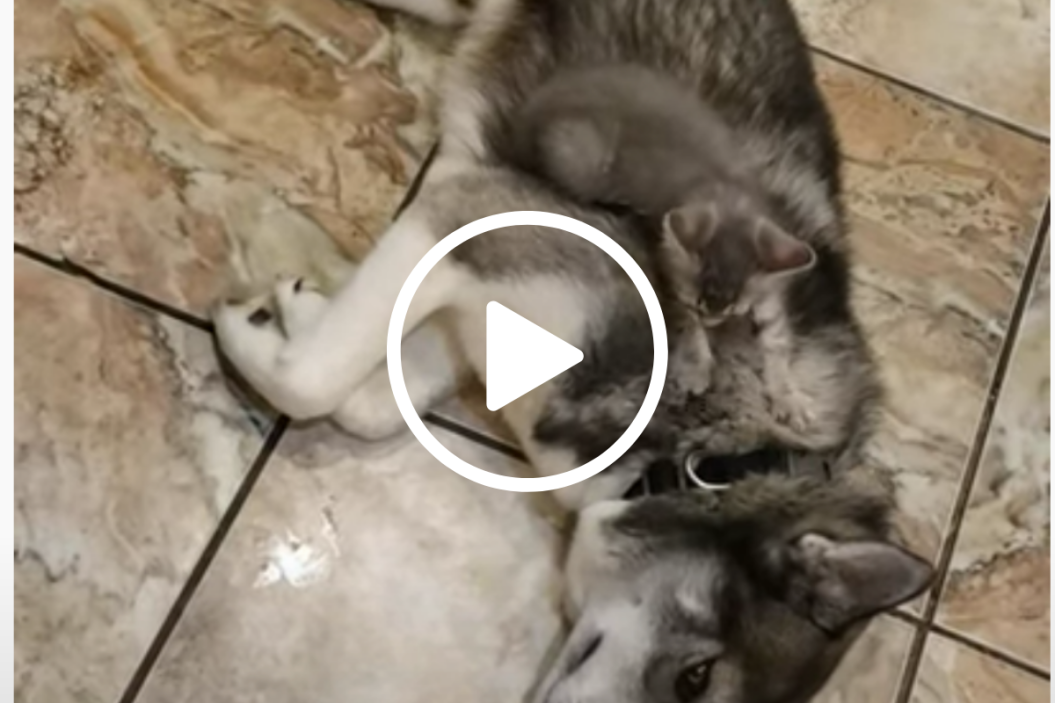 kitten kneads husky's fur