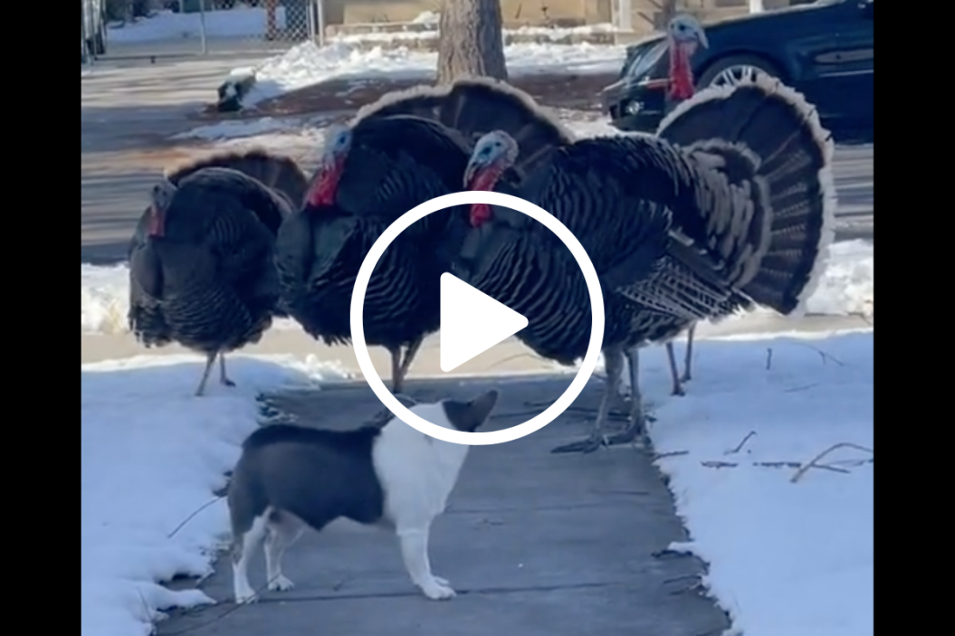 dog stalked by wild turkeys