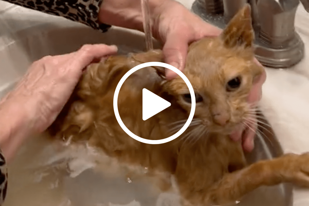 feral cat gets bathed in a sink