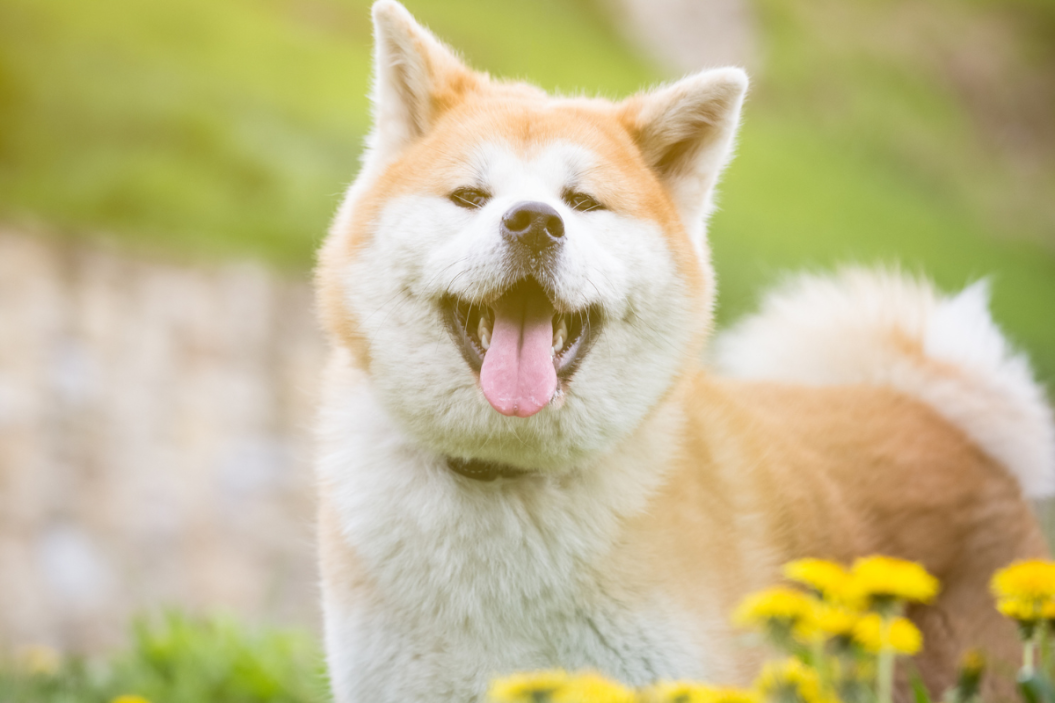 akita dog in grass with flowers